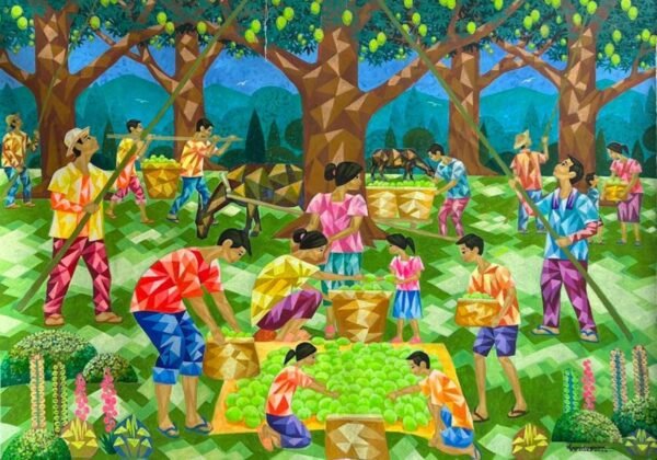 Seasonal Mango Harvest