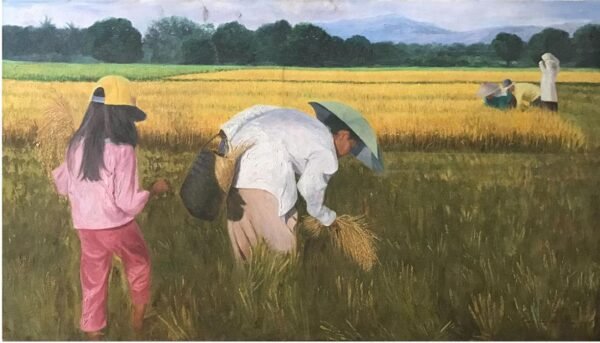 rice harvest