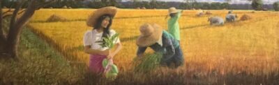 Rice Harvest